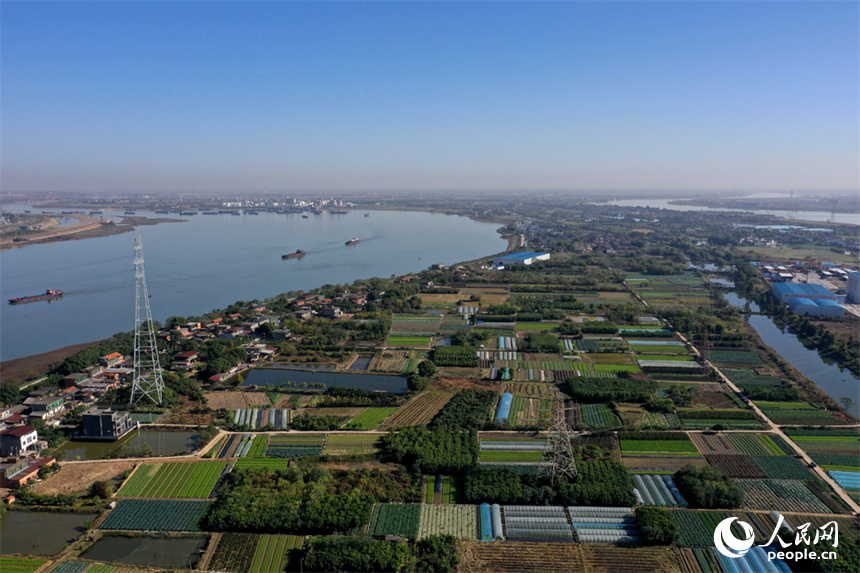 江西省南昌市東湖區揚子洲鎮的大片農田綠意盎然，一派勃勃生機的景象。人民網記者 時雨攝