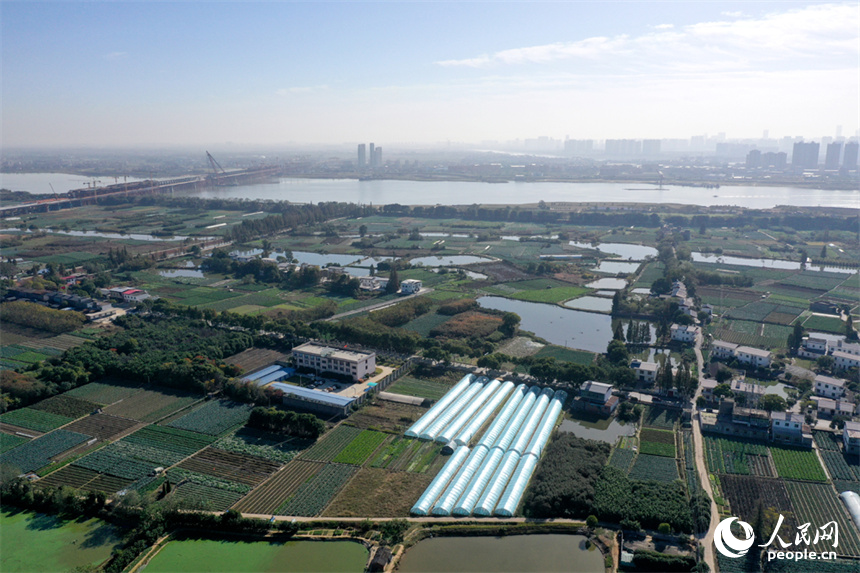 江西省南昌市東湖區揚子洲鎮的大片農田綠意盎然，一派勃勃生機的景象。人民網記者 時雨攝