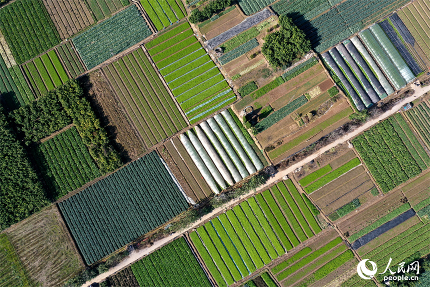 江西省南昌市東湖區揚子洲鎮的大片農田綠意盎然，一派勃勃生機的景象。人民網記者 時雨攝