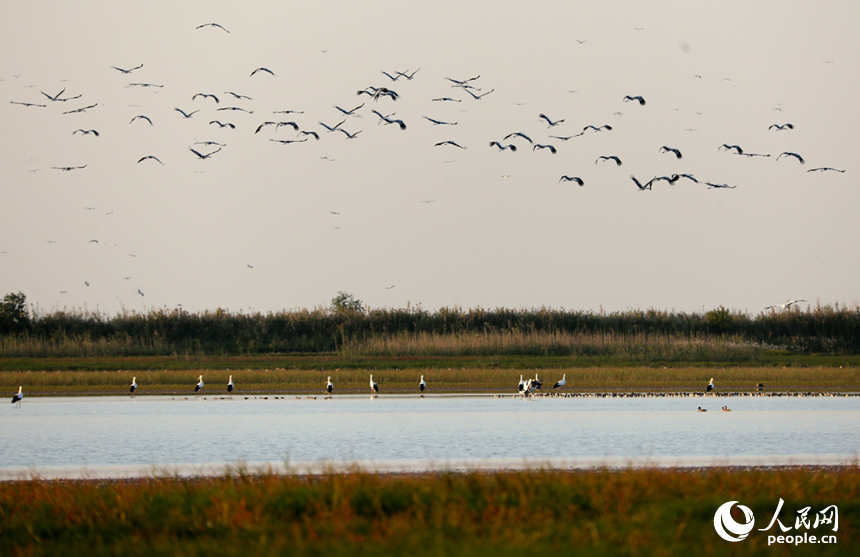 隨著冬季的來臨，我國最大的淡水湖鄱陽湖迎來大批越冬候鳥。人民網記者 時雨攝