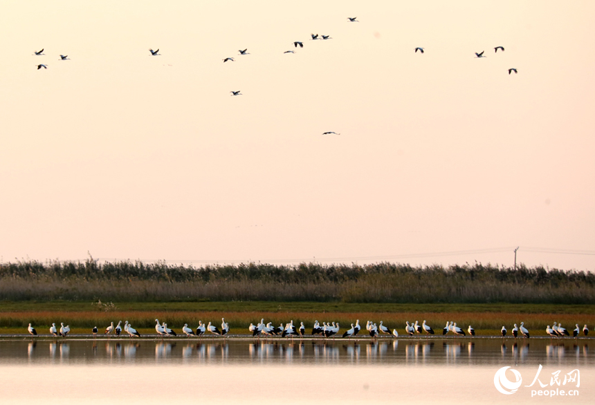 隨著冬季的來臨，我國最大的淡水湖鄱陽湖迎來大批越冬候鳥。人民網記者 時雨攝
