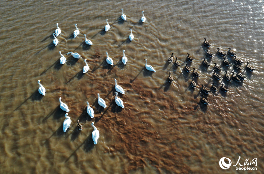 隨著冬季的來臨，我國最大的淡水湖鄱陽湖迎來大批越冬候鳥。人民網記者 時雨攝