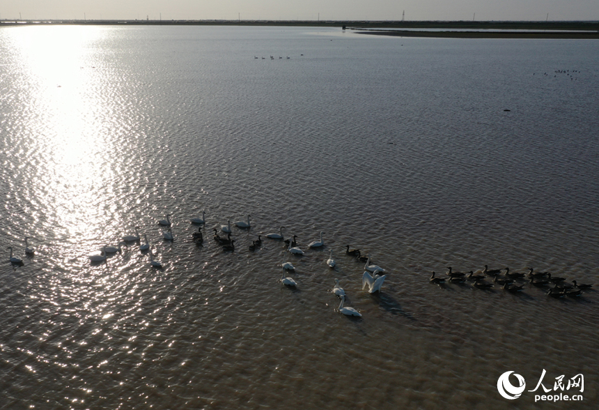 隨著冬季的來臨，我國最大的淡水湖鄱陽湖迎來大批越冬候鳥。人民網記者 時雨攝