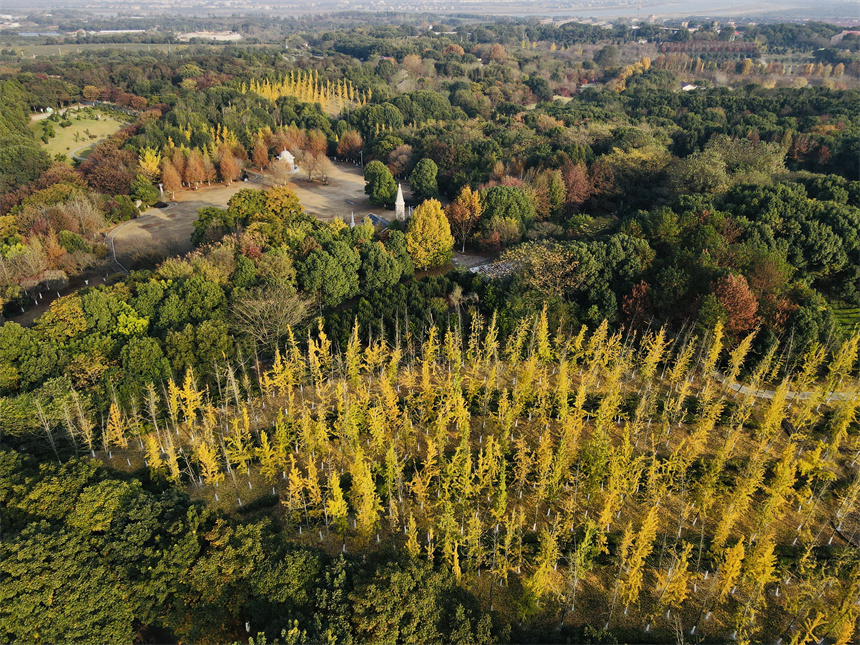 南昌縣鳳凰溝的楓葉、金錢松、銀杏紛紛變色，迎來最佳觀賞期。虞亮亮攝