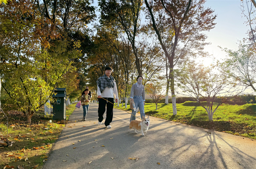 鳳凰溝迎來最佳觀賞期，吸引市民前往游玩。人民網記者 羅娜攝
