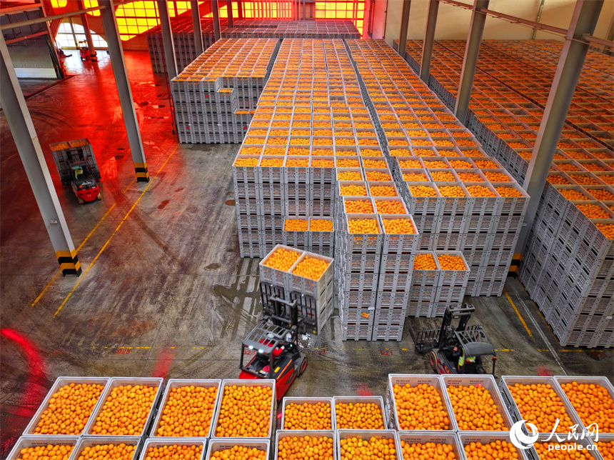 贛州市信豐縣的臍橙加工企業加緊進行選果、包裝等作業流程，確保水果市場供應足。人民網 朱海鵬攝