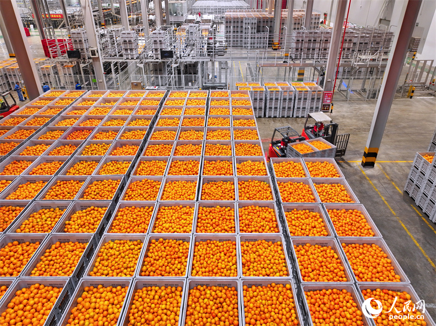 贛州市信豐縣的臍橙加工企業加緊進行選果、包裝等作業流程，確保水果市場供應足。人民網 朱海鵬攝