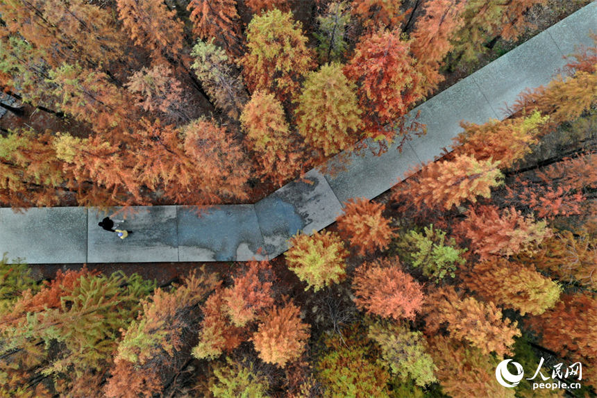 大雪節氣，南昌魚尾洲濕地公園的水杉換上 “紅妝”。人民網記者 時雨攝