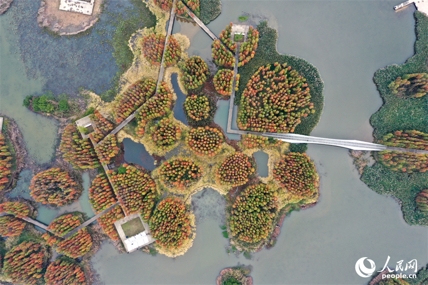 大雪節氣，南昌魚尾洲濕地公園的水杉換上 “紅妝”。人民網記者 時雨攝