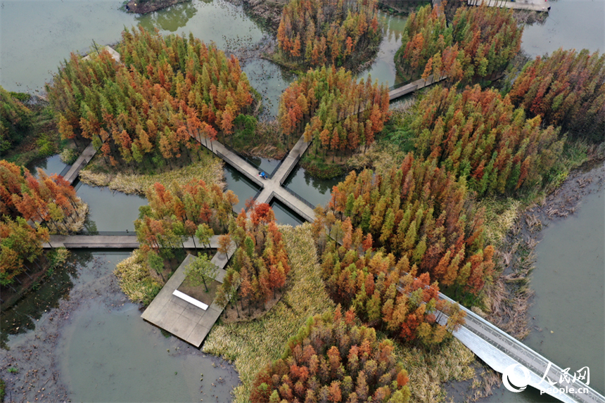 大雪節氣，南昌魚尾洲濕地公園的水杉換上 “紅妝”。人民網記者 時雨攝