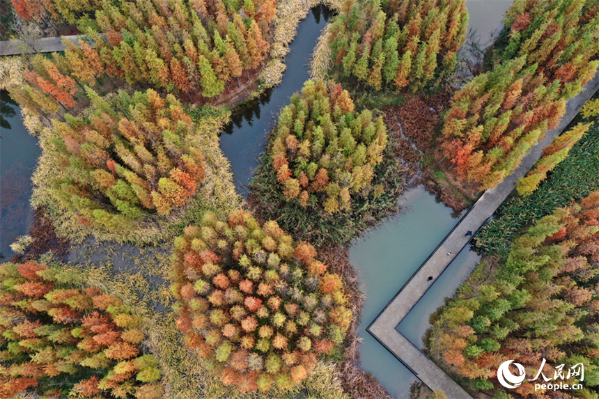 大雪節氣，南昌魚尾洲濕地公園的水杉換上 “紅妝”。人民網記者 時雨攝