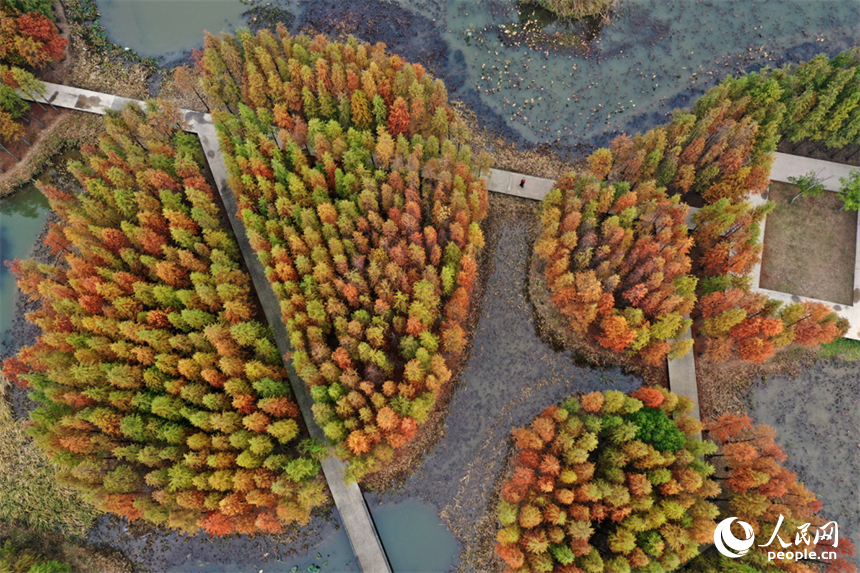 大雪節氣，南昌魚尾洲濕地公園的水杉換上 “紅妝”。人民網記者 時雨攝