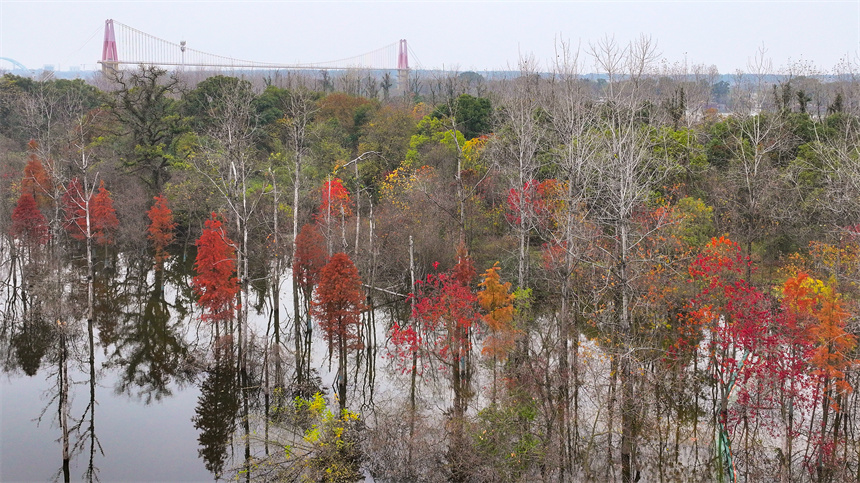 航拍鏡頭下的吉水縣吉湖國家濕地公園色彩斑斕，景色迷人。廖敏攝