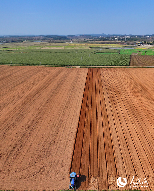 豐城市尚莊街道的一處蔬菜種植基地，農機手駕駛犁田機在耕整農田，種植露地蔬菜。人民網 朱海鵬攝