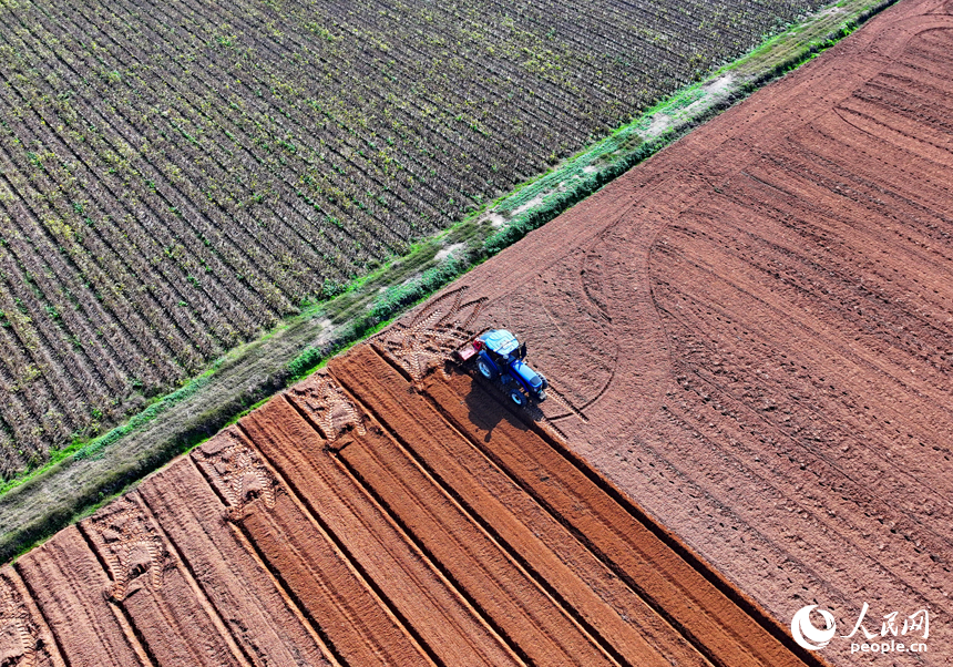 豐城市尚莊街道的一處蔬菜種植基地，農機手駕駛犁田機在耕整農田，種植露地蔬菜。人民網 朱海鵬攝