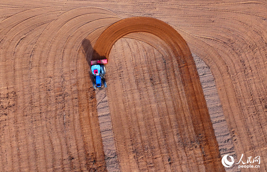 豐城市尚莊街道的一處農作物種植基地，村民在犁田松土和采收大豆，田間地頭一派繁忙。人民網 朱海鵬攝