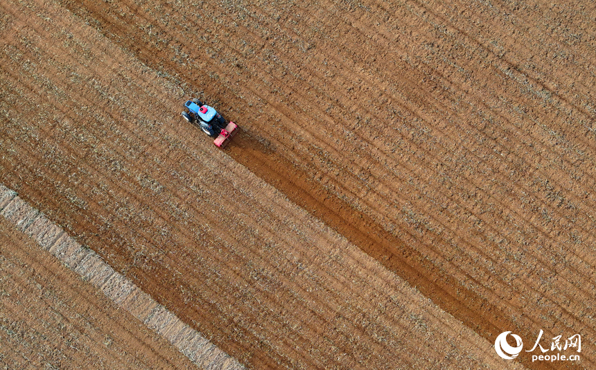 豐城市尚莊街道的一處農作物種植基地，村民在犁田松土和采收大豆，田間地頭一派繁忙。人民網 朱海鵬攝