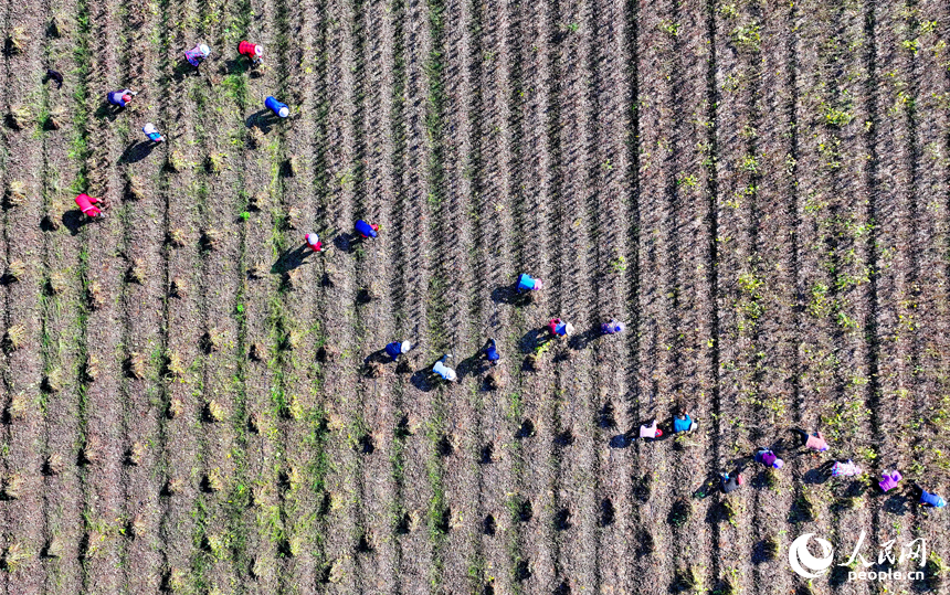 豐城市尚莊街道的一處農作物種植基地，村民在犁田松土和采收大豆，田間地頭一派繁忙。人民網 朱海鵬攝
