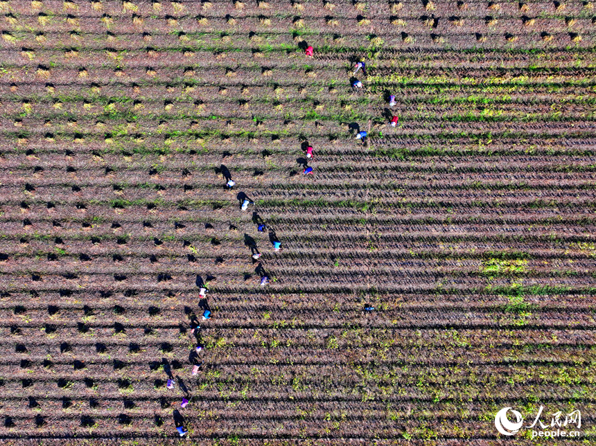 豐城市尚莊街道的一處農作物種植基地，村民在犁田松土和采收大豆，田間地頭一派繁忙。人民網 朱海鵬攝
