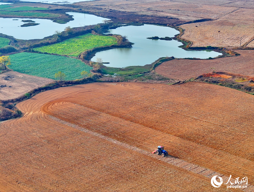 豐城市尚莊街道的一處農作物種植基地，村民在犁田松土和采收大豆，田間地頭一派繁忙。人民網 朱海鵬攝