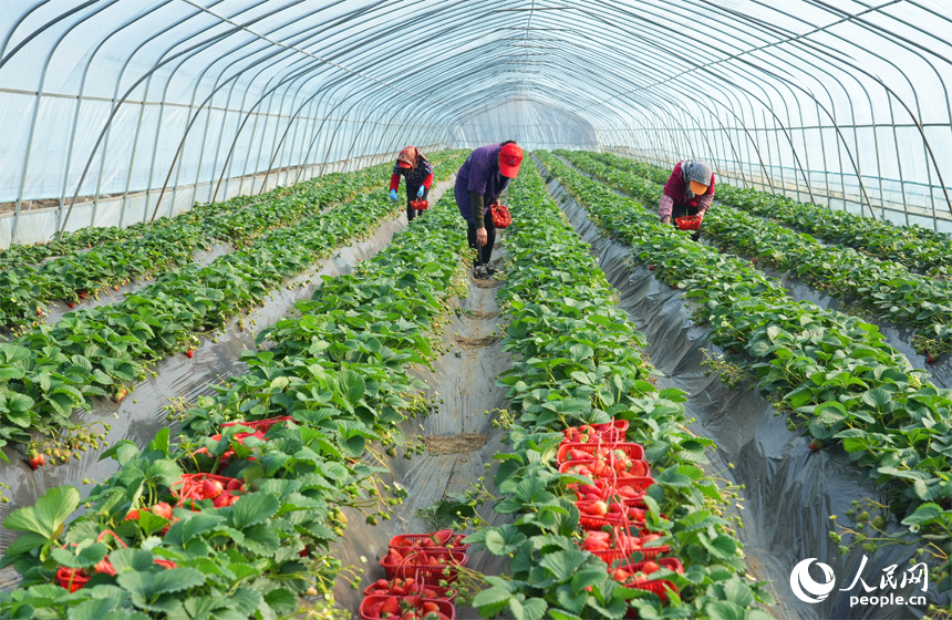 南昌市東湖區揚子洲鎮火車頭農場草莓種植基地，工人正在采摘草莓。人民網記者 毛思遠攝