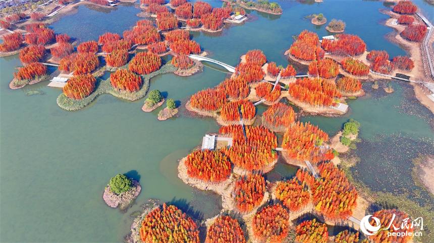 南昌市魚尾洲濕地公園，連片的水杉色彩斑斕、層林盡染。人民網 朱海鵬攝