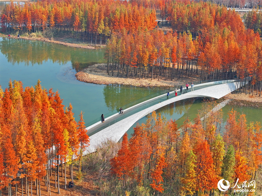 南昌市魚尾洲濕地公園，連片的水杉色彩斑斕、層林盡染。人民網 朱海鵬攝