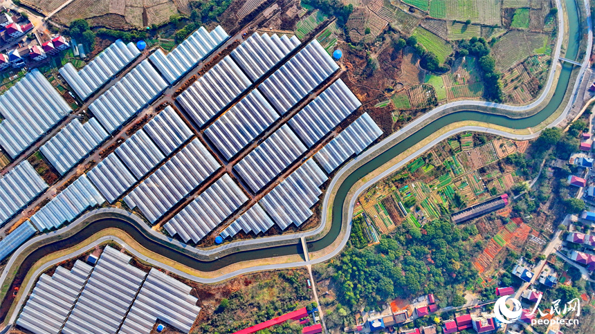 撫州市東鄉區孝崗鎮，縱橫交錯的公路與鱗次櫛比的大棚相得益彰。人民網 朱海鵬攝