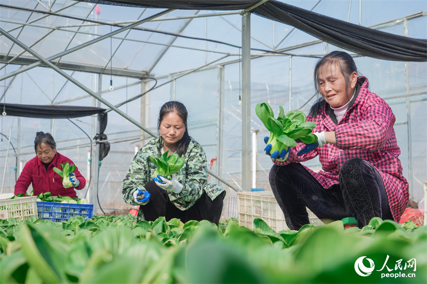 江西省撫州市東臨新區竹溪村千畝蔬菜大棚內綠意盎然。人民網 孔文進攝