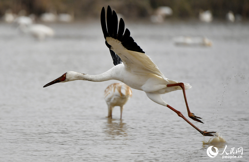 鄱陽湖畔白鶴在水中展翅。人民網記者 時雨攝