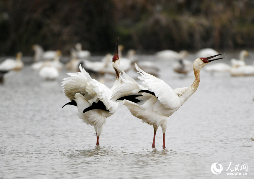 水中的白鶴引頸高歌。人民網記者 時雨攝