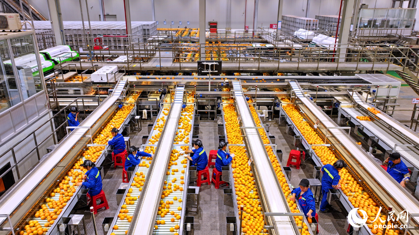 贛州市信豐縣的一家臍橙加工企業內，工人在智能分選包裝生產線上篩選包裝贛南臍橙。人民網 朱海鵬攝
