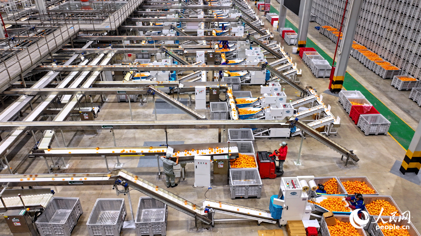 贛州市信豐縣的一家臍橙加工企業內，工人在智能分選包裝生產線上篩選包裝贛南臍橙。人民網 朱海鵬攝
