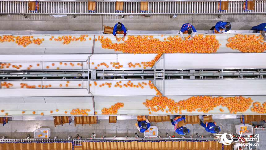 贛州市信豐縣的一家臍橙加工企業內，工人在智能分選包裝生產線上篩選包裝贛南臍橙。人民網 朱海鵬攝