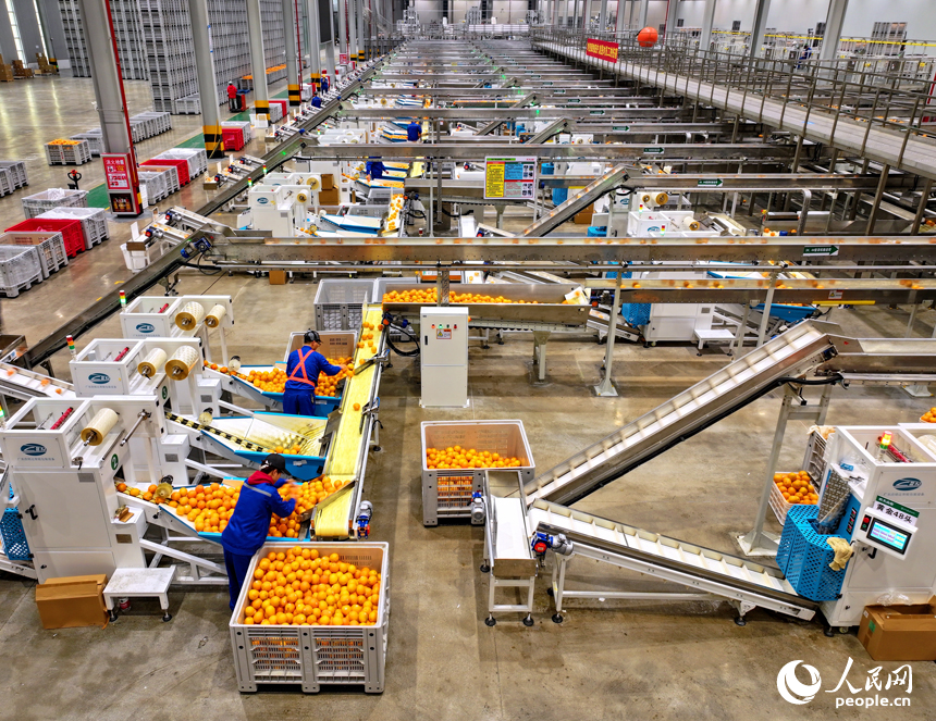 贛州市信豐縣的一家臍橙加工企業內，工人在智能分選包裝生產線上篩選包裝贛南臍橙。人民網 朱海鵬攝