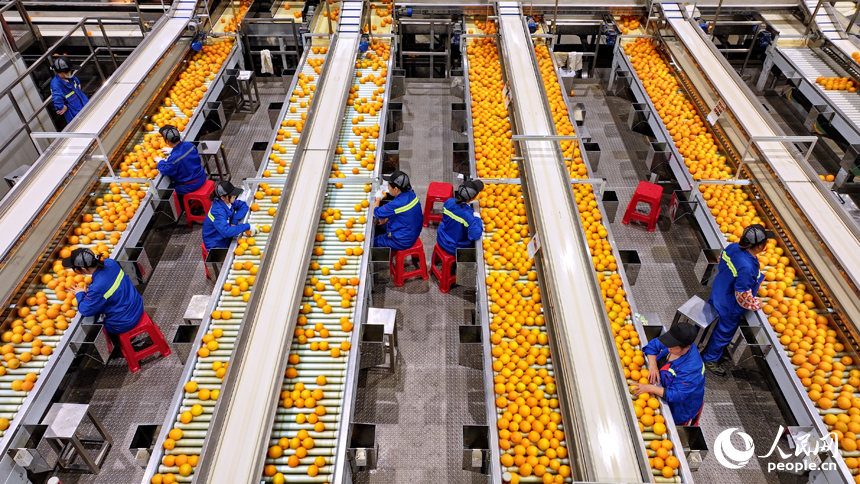 贛州市信豐縣的一家臍橙加工企業內，工人在智能分選包裝生產線上篩選包裝贛南臍橙。人民網 朱海鵬攝
