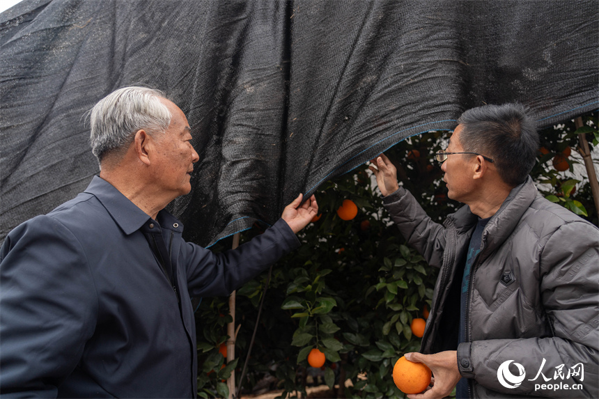 江西信豐，果農正在為未采收的臍橙覆蓋防凍網。人民網 龍楚良攝