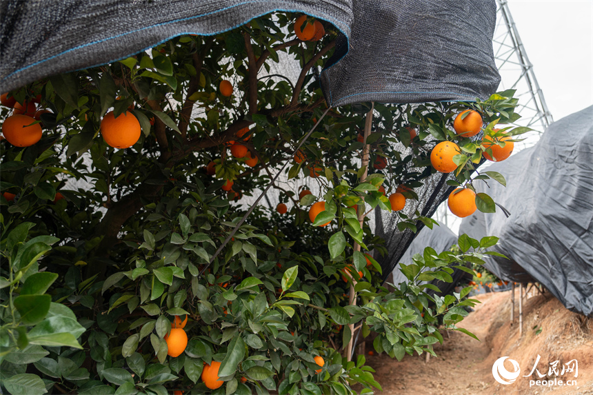 江西信豐，果農正在為未采收的臍橙覆蓋防凍網。人民網 龍楚良攝