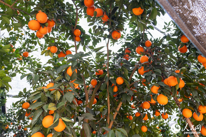 江西信豐五星橙園內，臍橙掛滿枝頭等待采收。人民網 龍楚良攝