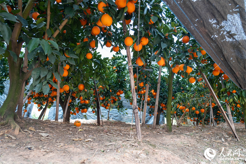 江西信豐五星橙園內，臍橙掛滿枝頭等待采收。人民網 龍楚良攝