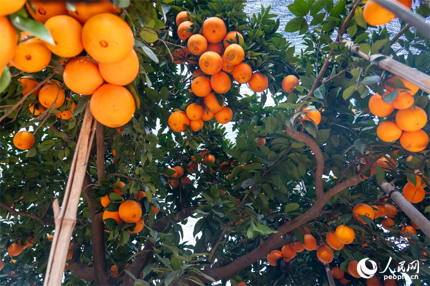 江西信豐五星橙園內，臍橙掛滿枝頭等待采收。人民網 龍楚良攝