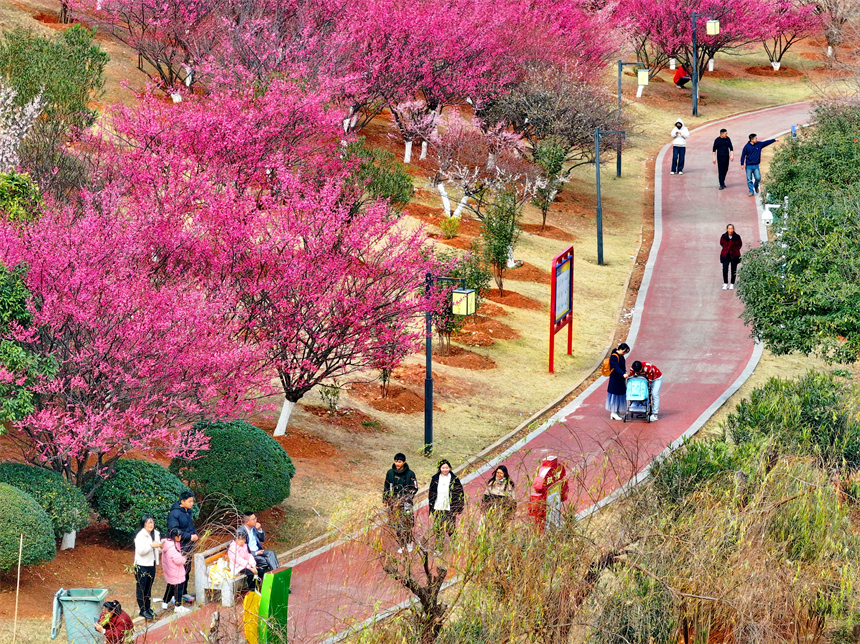 贛州市金鳳梅園紅梅綻放，美不勝收，吸引不少游客前來游玩。人民網 朱海鵬攝