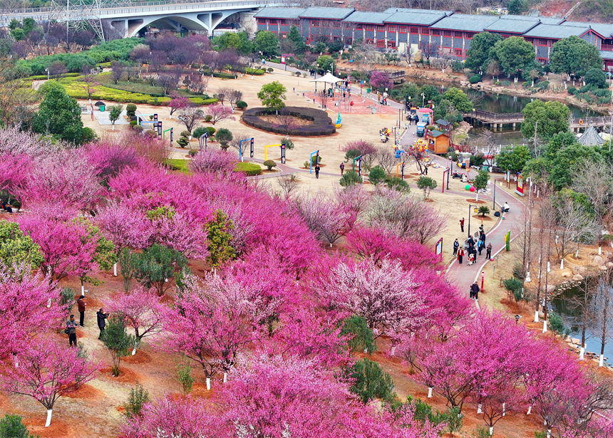 贛州市金鳳梅園紅梅綻放，美不勝收，吸引不少游客前來游玩。人民網 朱海鵬攝