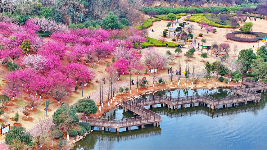 贛州市金鳳梅園紅梅綻放，美不勝收，吸引不少游客前來游玩。人民網 朱海鵬攝