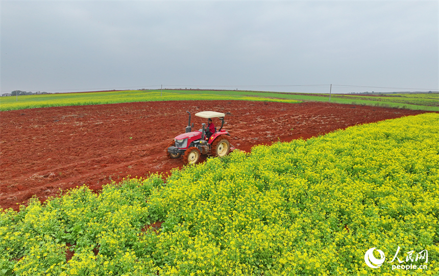 樟樹市義城鎮羅港村村民駕駛著農機在翻耕田地。人民網 朱海鵬攝