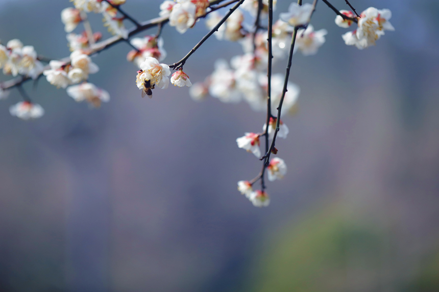 競相綻放的梅花吸引許多蜜蜂前來采蜜。郭英攝