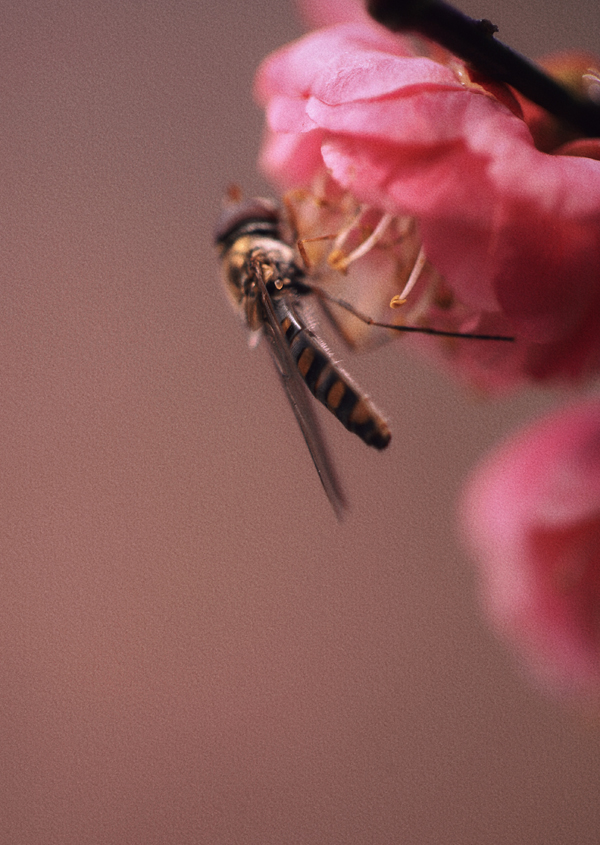 競相綻放的梅花吸引許多蜜蜂前來采蜜。郭英攝