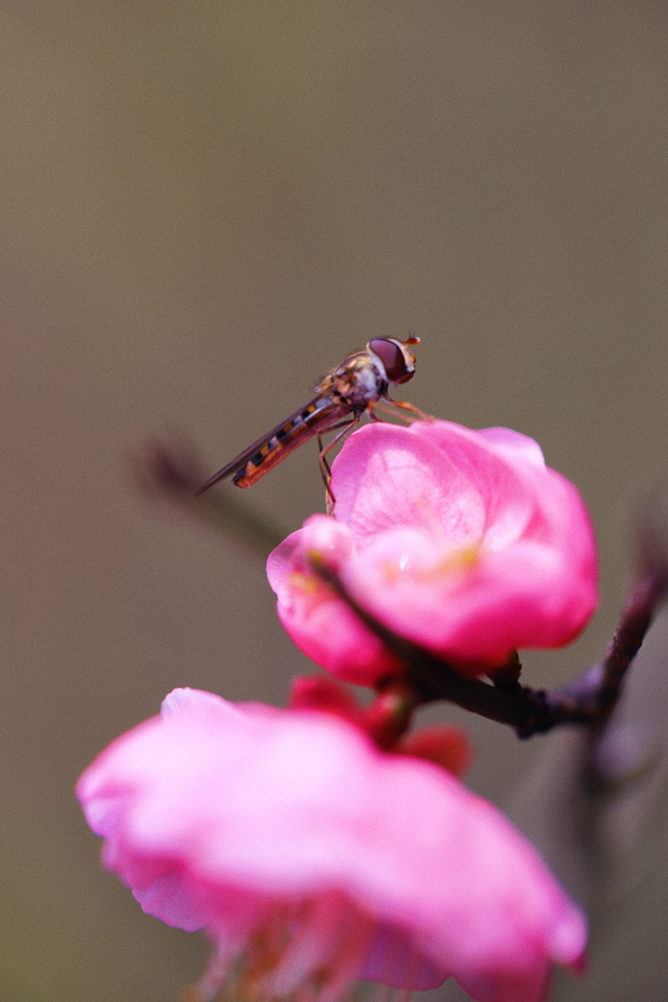 競相綻放的梅花吸引許多蜜蜂前來采蜜。郭英攝