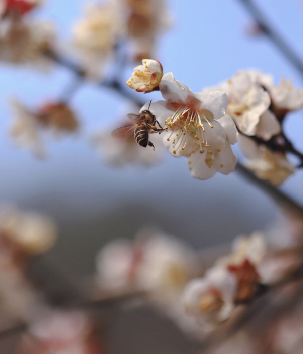 競相綻放的梅花吸引許多蜜蜂前來采蜜。郭英攝