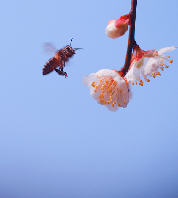 競相綻放的梅花吸引許多蜜蜂前來采蜜。郭英攝